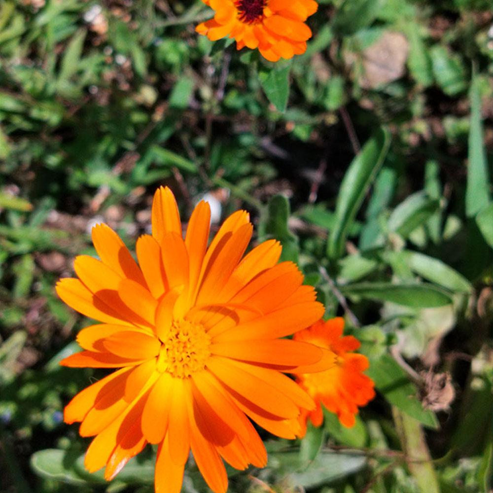 Calendula officinalis