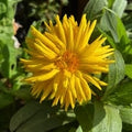 Calendula officinal 'Porcupine Yellow'