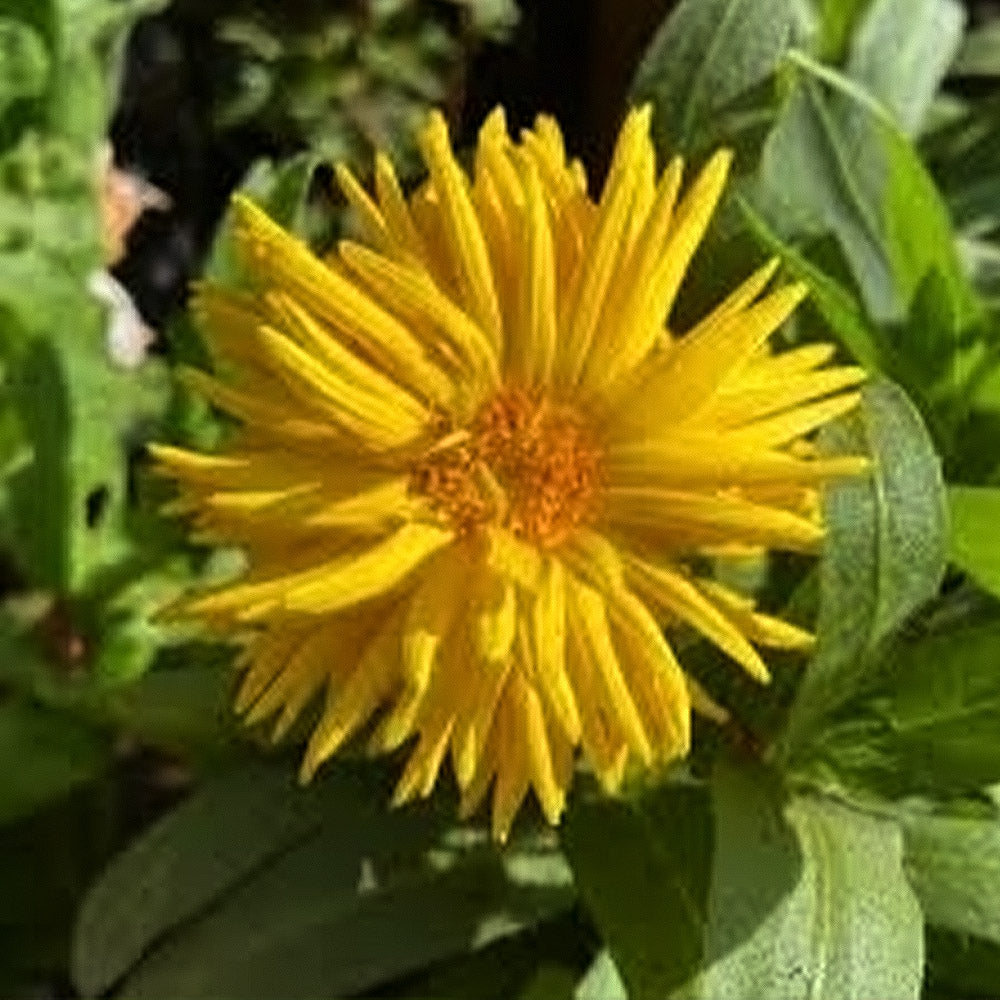 Calendula officinal 'Porcupine Yellow'