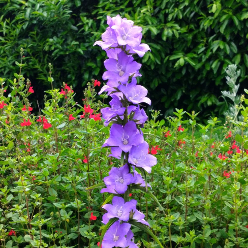 Campanula persicifolia 'Telham Beauty'