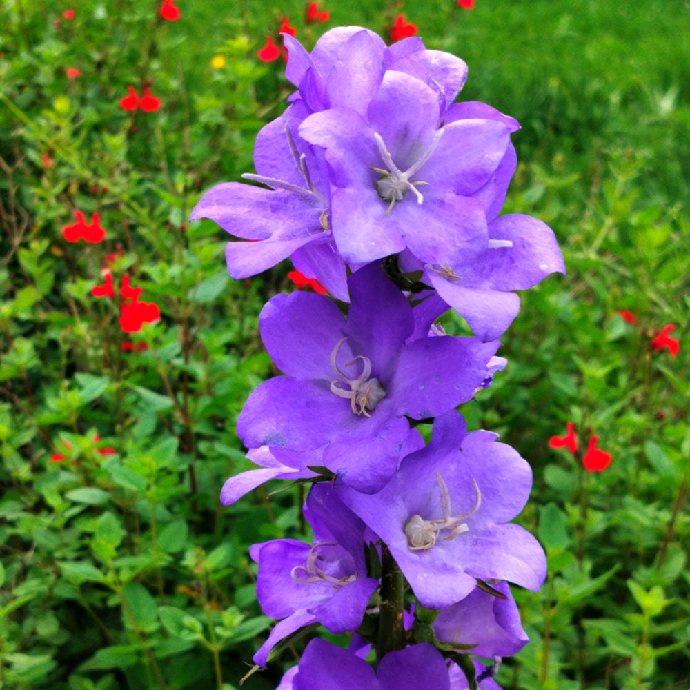 Campanula persicifolia 'Telham Beauty'