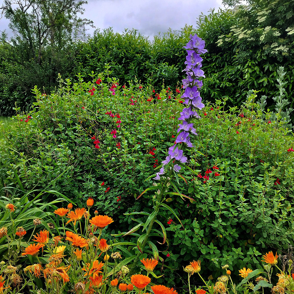 Campanula persicifolia 'Telham Beauty'