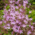 Campanula porscharskyana Lisduggan Variety