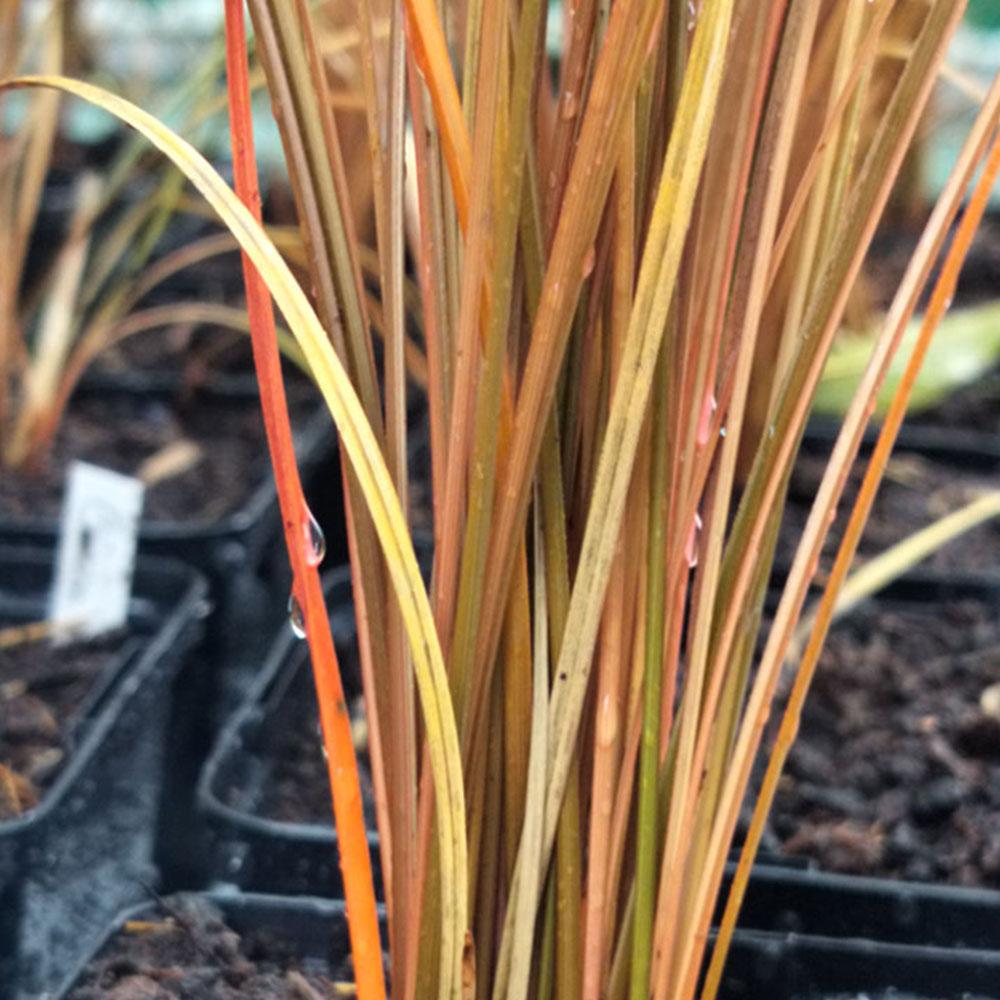 Carex buchananii