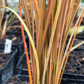 Carex buchananii