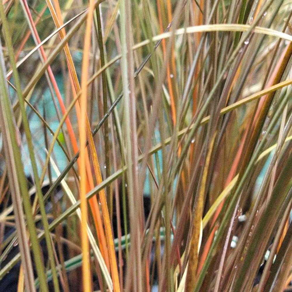 Carex buchananii