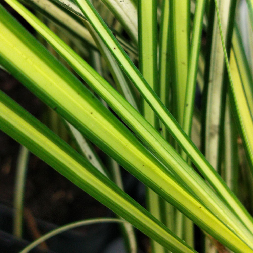 Carex hachijoensis 'Evergold'