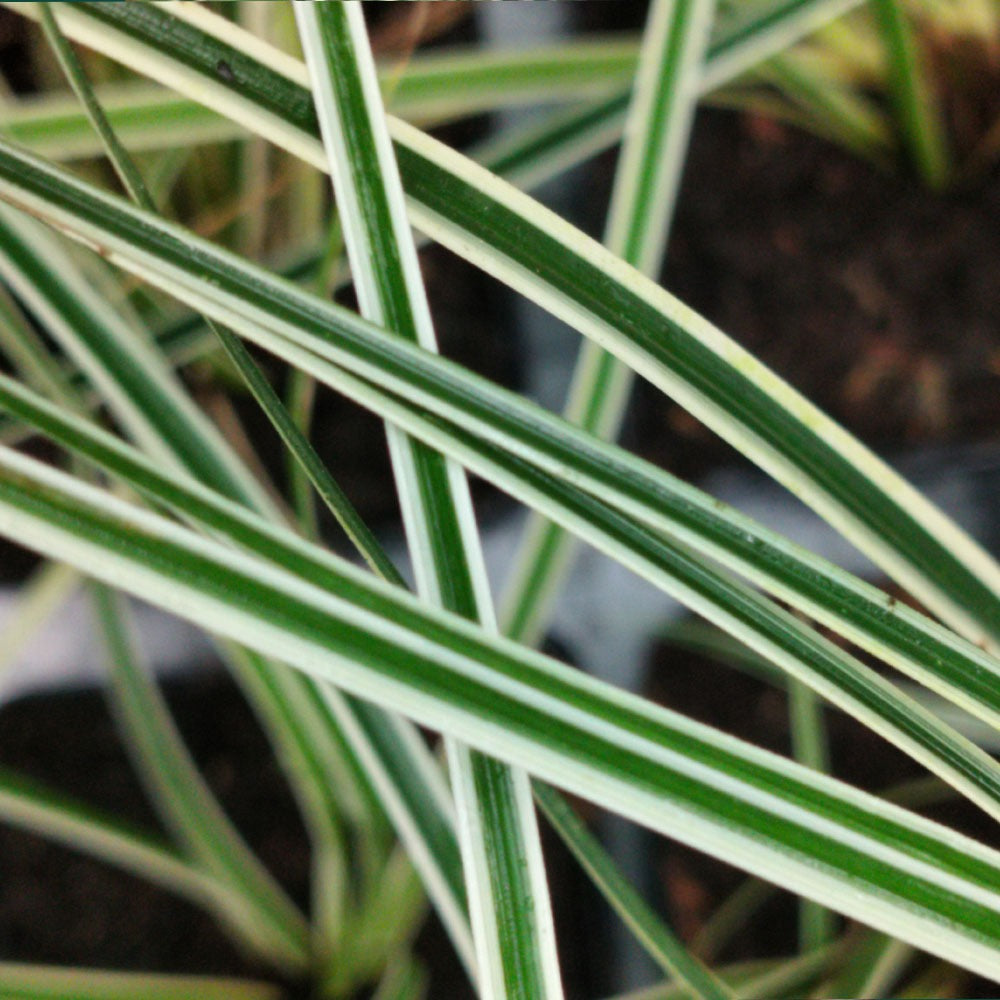 Carex oshmensis Everest
