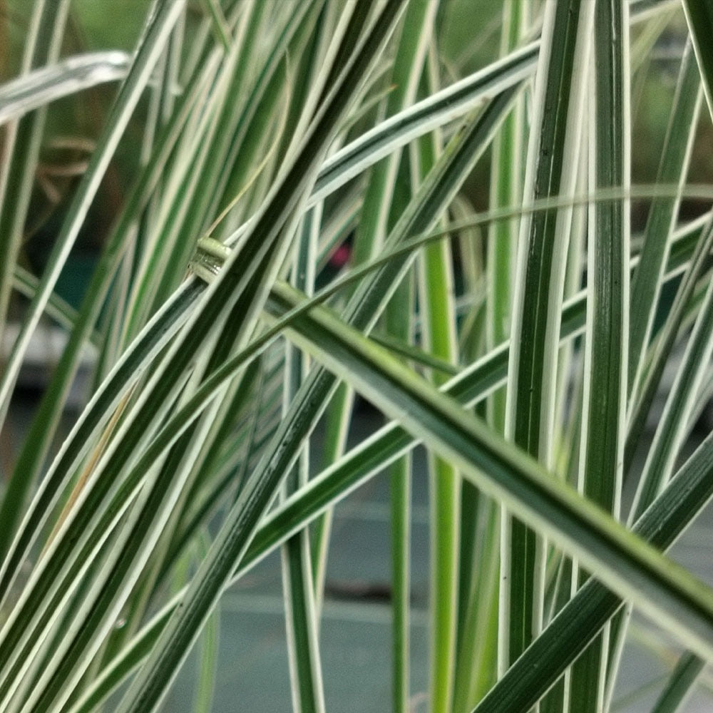 Carex oshmensis Everest 