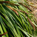 Carex morrowii var. temnolepsis