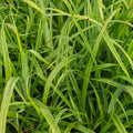 Carex pendula
