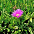 Carpobrotus acinaciformis