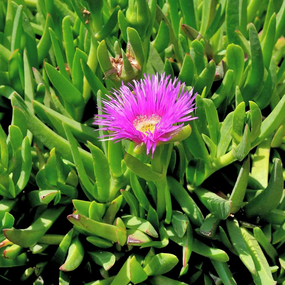 Carpobrotus acinaciformis