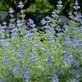 Caryopteris x clandonensis Heavenly Blue - Spirée bleue