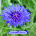 Centaurea Cyanus