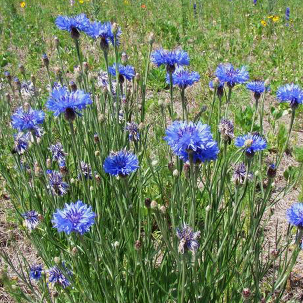 Centaurea Cyanus - Bleuet sauvage