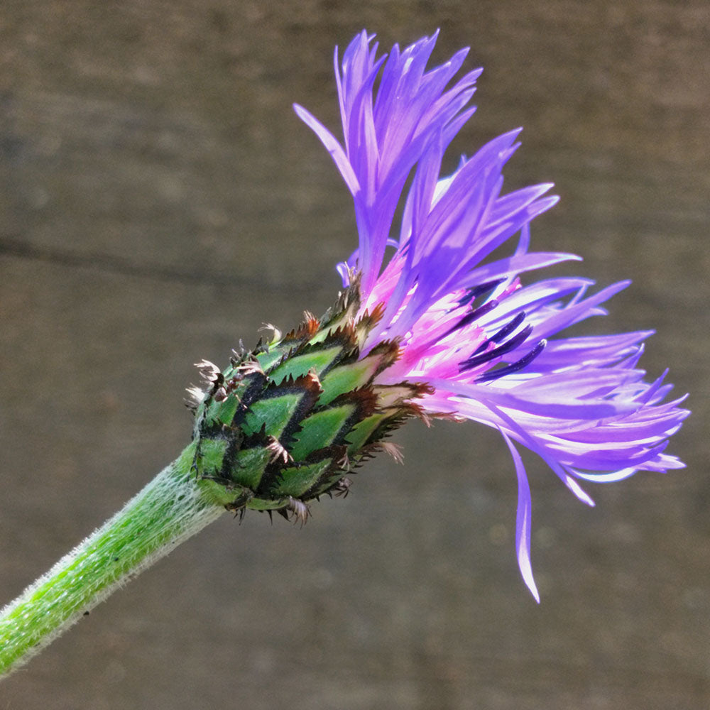 Centaurea montana