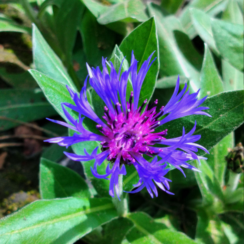 Centaurea montana