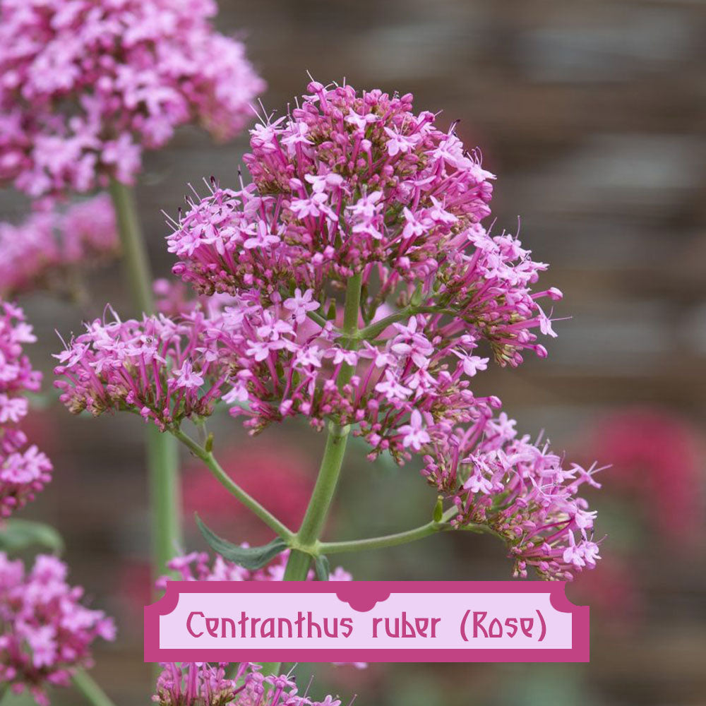 Centranthus ruber Roseus