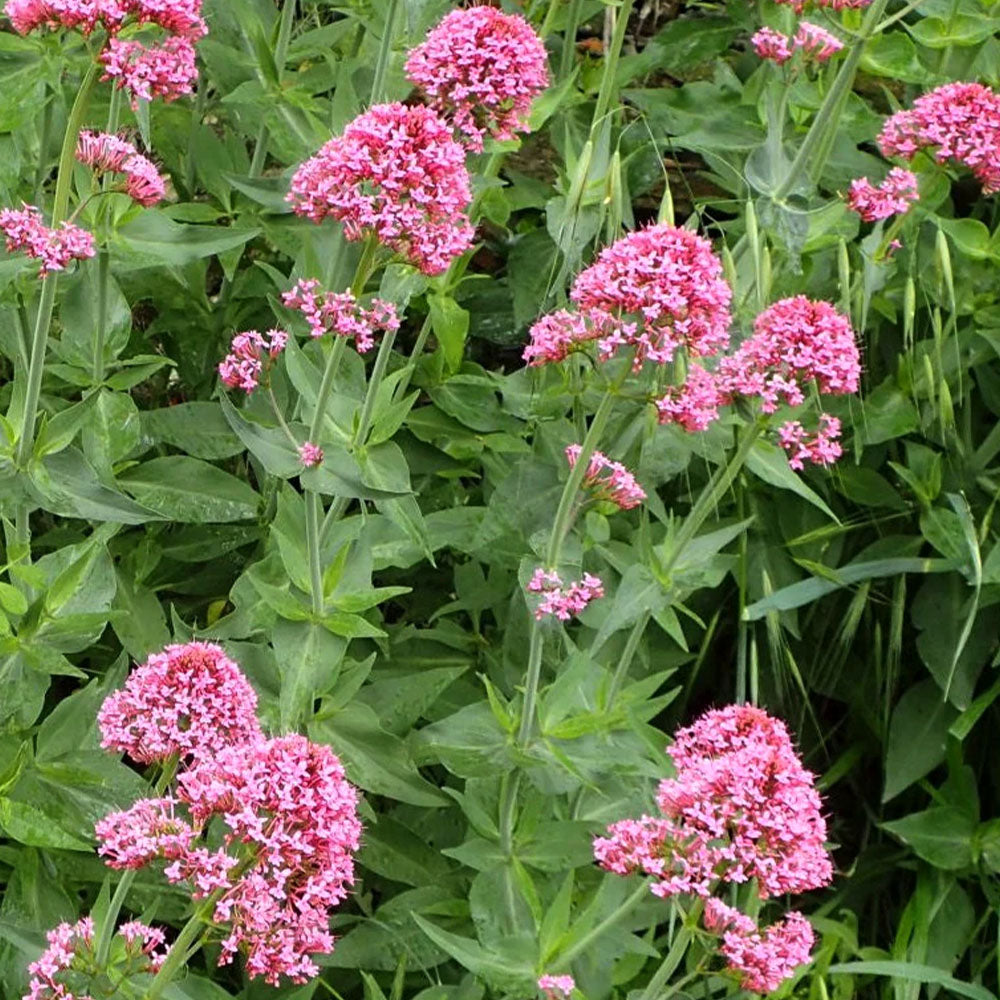 Centranthus ruber Roseus