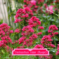Centranthus ruber 