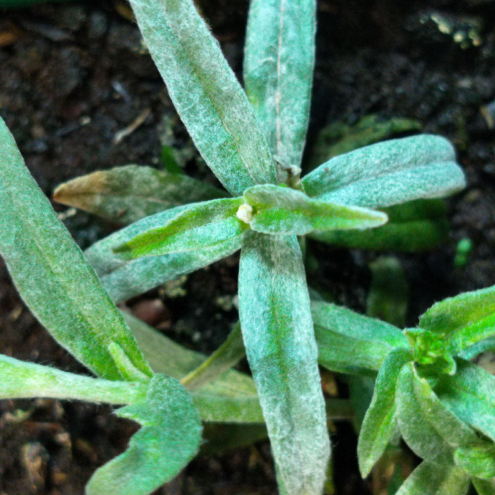 Cerastium tomentosum var. colonnes 