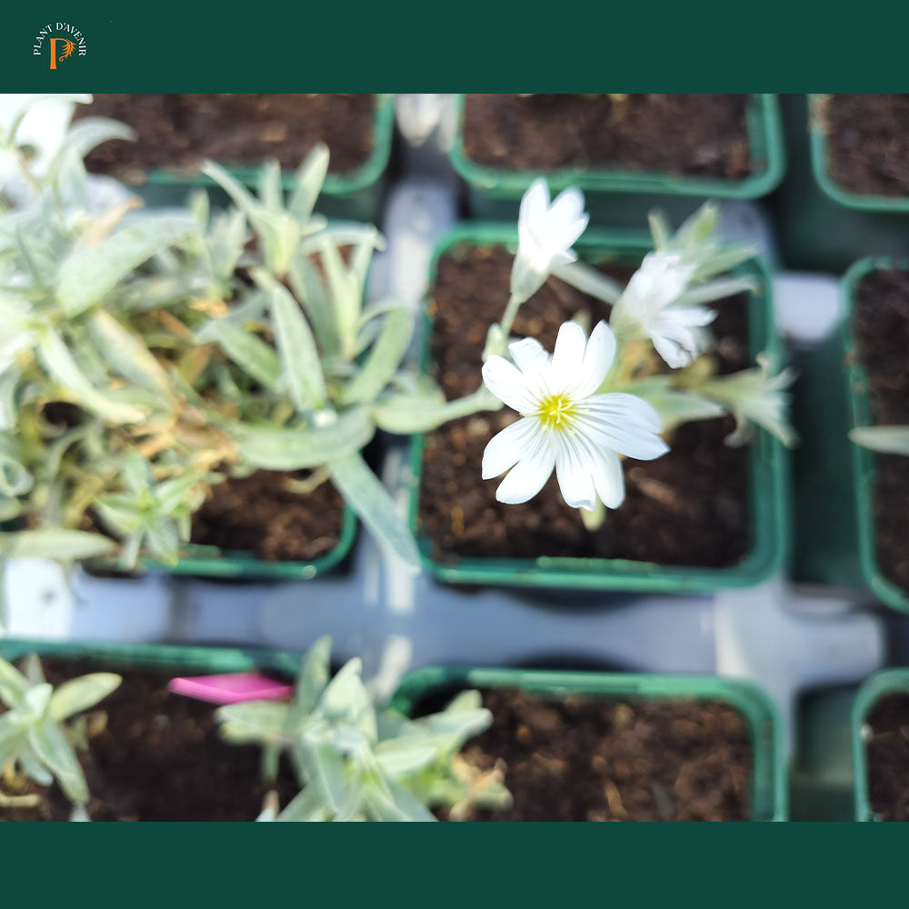 Cerastium tomentosum var. colonnes 