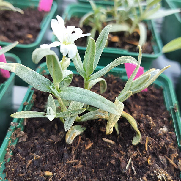 Cerastium tomentosum var. colonnes 
