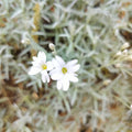 Cerastium tomentosum