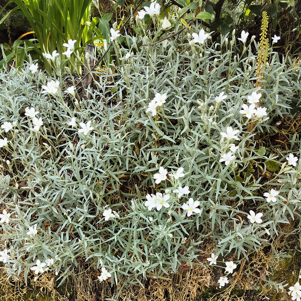 Cerastium tomentosum var. colonnes 
