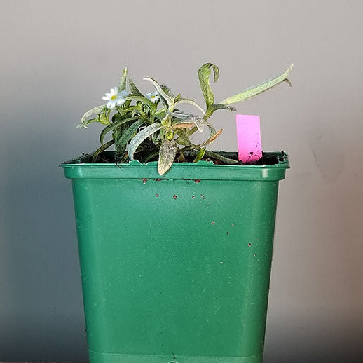 Cerastium tomentosum var. colonnes 
