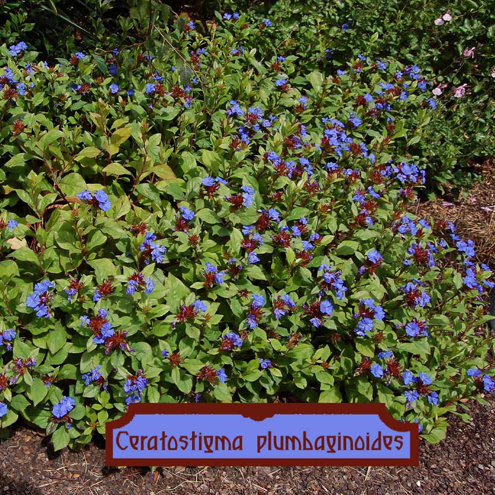 Ceratostigma plumbaginoides 