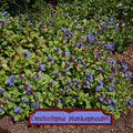 Ceratostigma plumbaginoides 