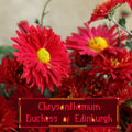 Chrysanthemum Duchess of Edinburgh