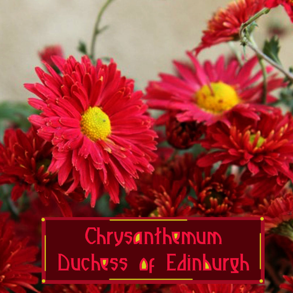 Chrysanthemum Duchess of Edinburgh