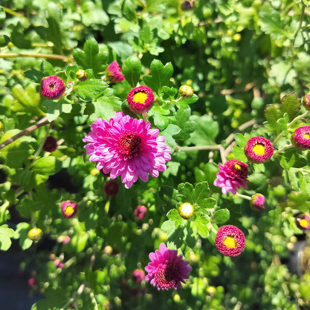Chrysanthemum Mei Kyo