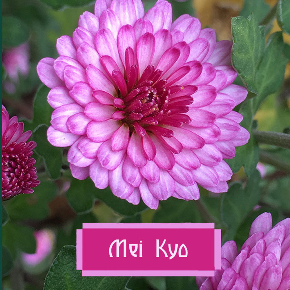 Chrysanthemum Mei Kyo