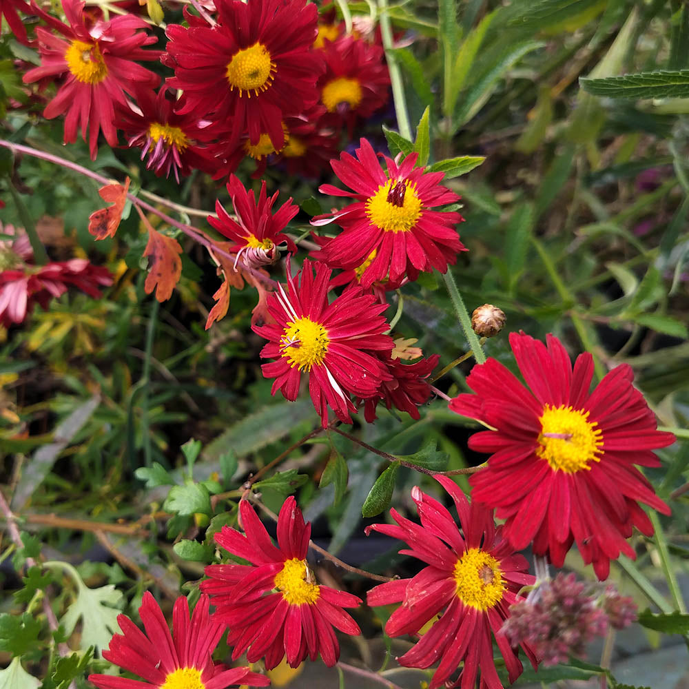 Chrysanthemum Duchess of Edinburgh