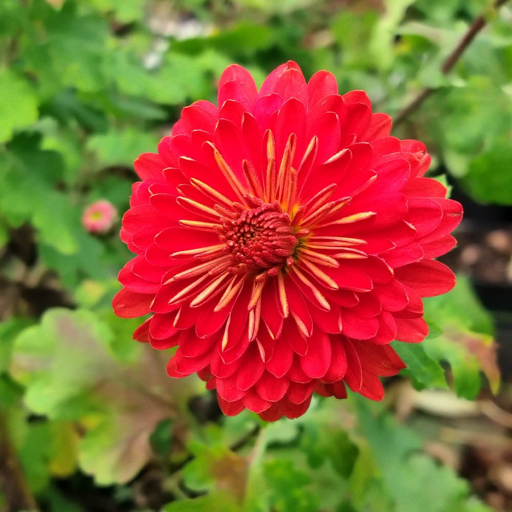 Chrysanthemum Julie Lagravère
