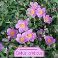 Cistus creticus