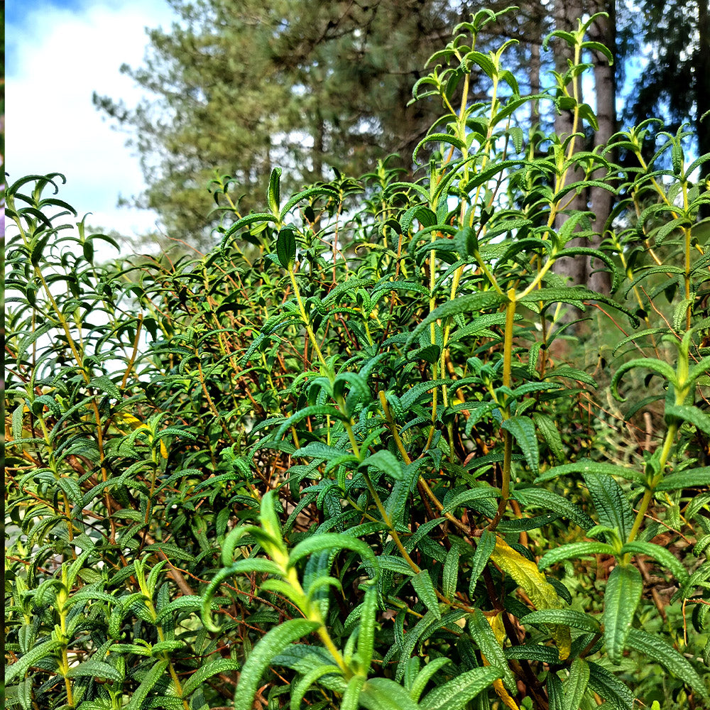 Cistus monspeliensis 