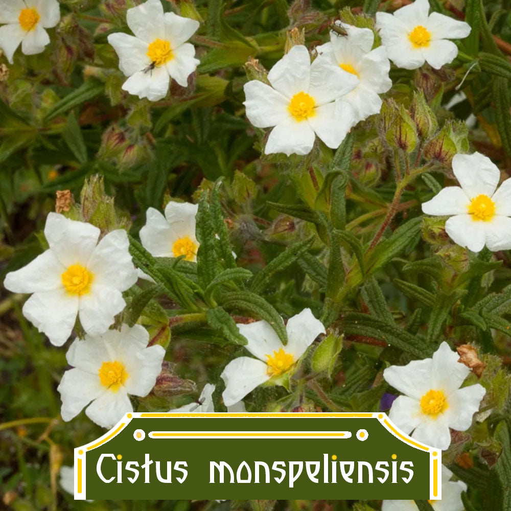 Cistus monspeliensis