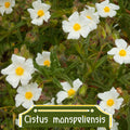 Cistus monspeliensis