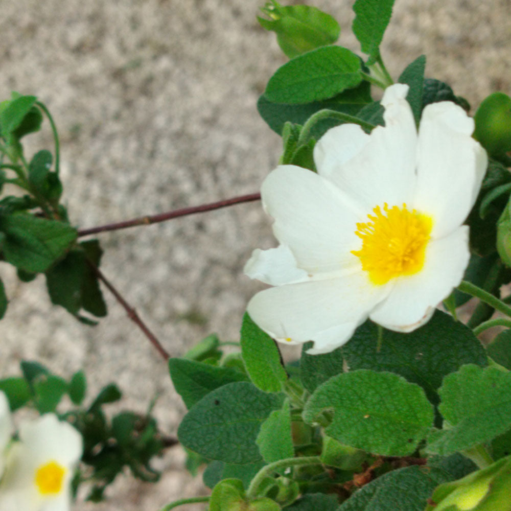 Cistus nigricans 