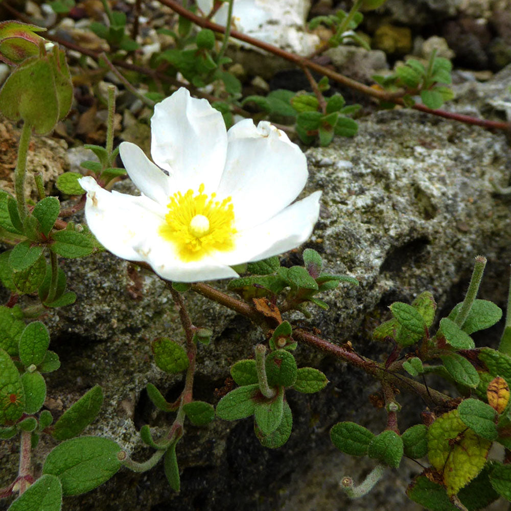 Cistus nigricans