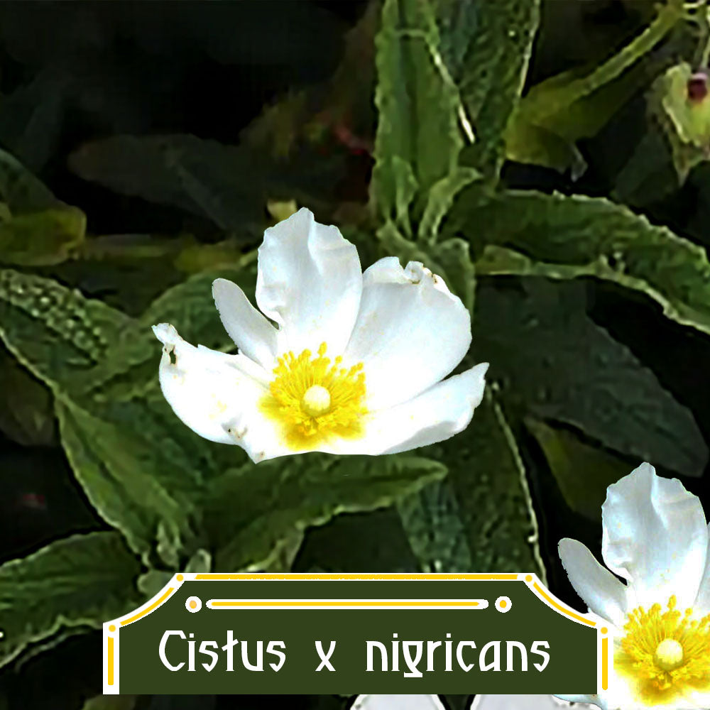 Cistus nigricans 