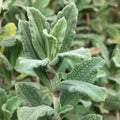 Cistus (x) pulverulentus