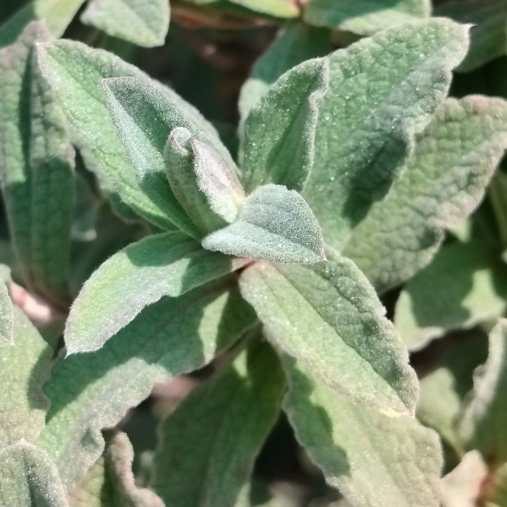 Cistus (x) pulverulentus
