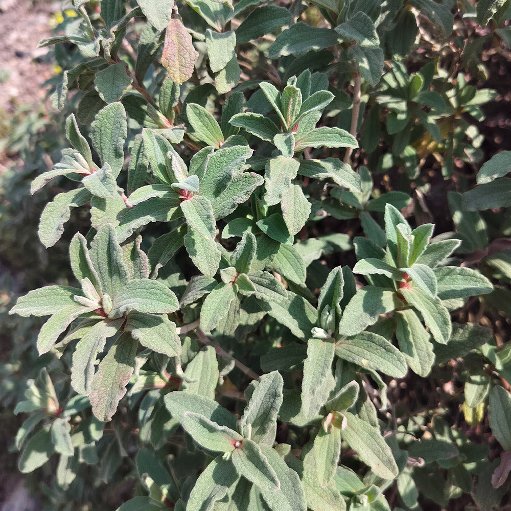 Cistus (x) pulverulentus