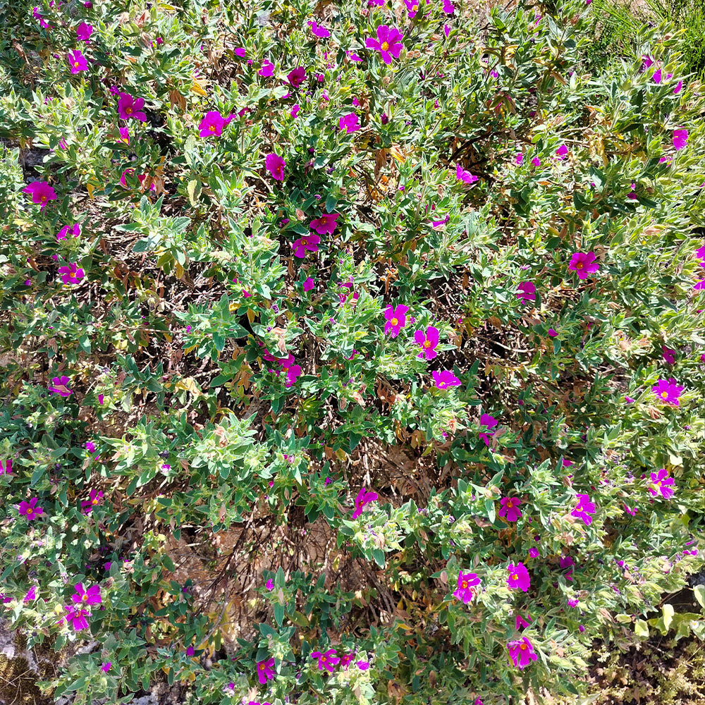Cistus (x) pulverulentus